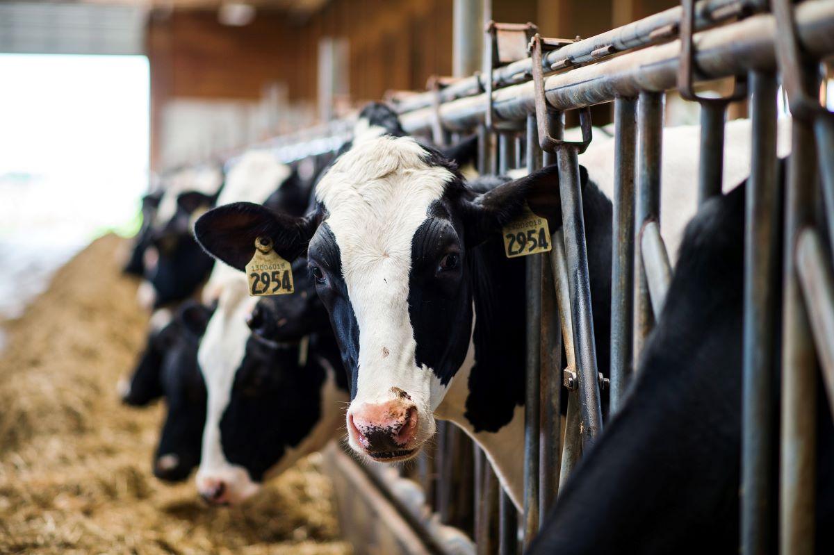 Dairy Cattle Stand In A Cowshed On A Rural Farm